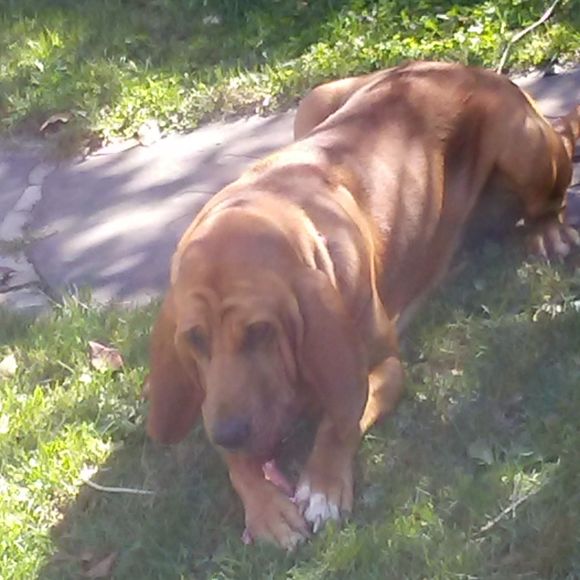 Meet your Posher, Tracie - Picture 1 of 1